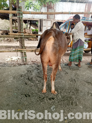 গরু